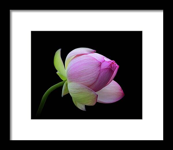 Pink Framed Print featuring the photograph Pink Lotus Bud by Gary Geddes