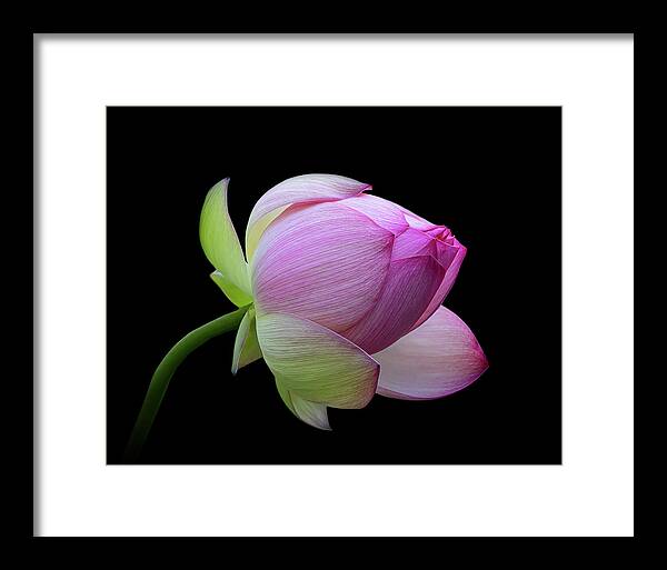 Pink Framed Print featuring the photograph Pink Lotus Bud by Gary Geddes