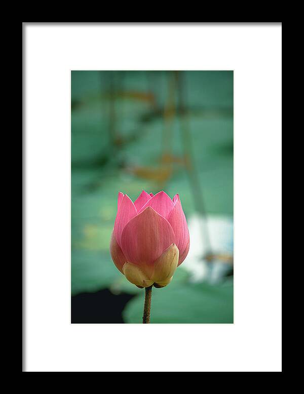 Pink Lotus Framed Print featuring the photograph Pink Lotus by Dustin Ellison