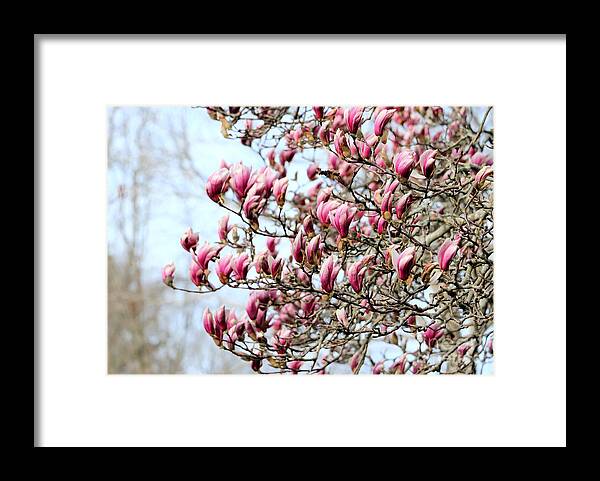 Pink Magnolias Framed Print featuring the photograph Pink Magnolias by Janice Drew