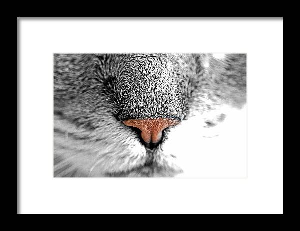 Pink Nose Framed Print featuring the photograph Pink Nose by Susan Maxwell Schmidt