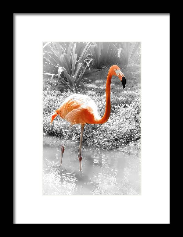 Bird Framed Print featuring the photograph Pink Orange Flamingo Photo 210 by Lucie Dumas