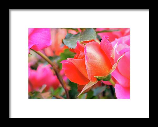 Rose Framed Print featuring the photograph Pink Orange Hybrid by Rona Black