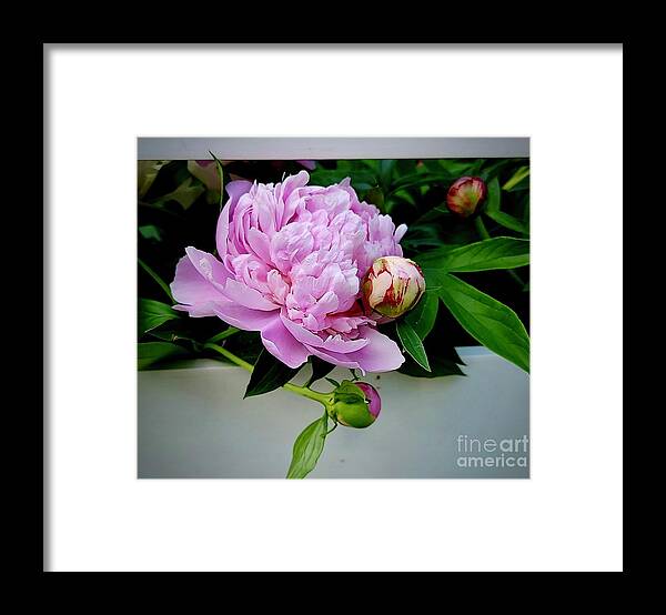 Art Framed Print featuring the photograph Pink Peonies With Buds by Jeannie Rhode
