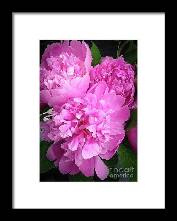 Peony Framed Print featuring the photograph Pink Peony by Manuela's Camera Obscura