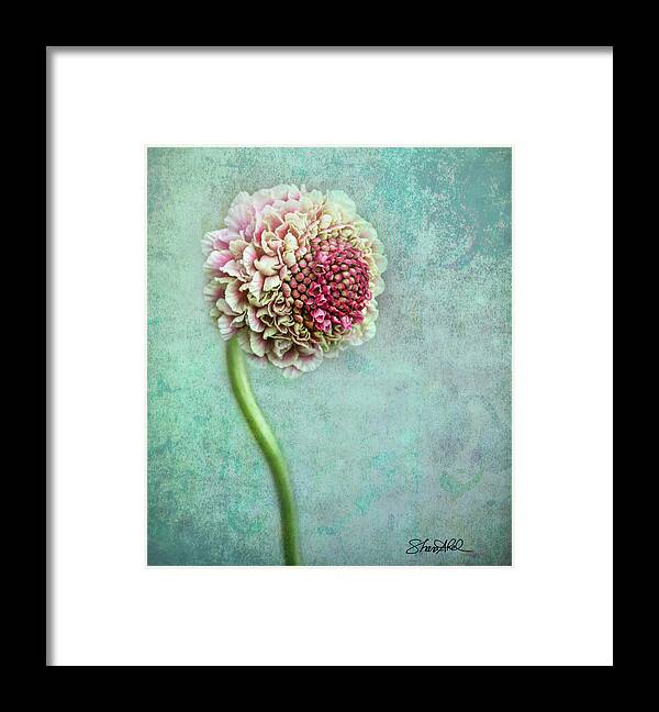 Flowers Framed Print featuring the photograph Pink Pincushion by Shara Abel