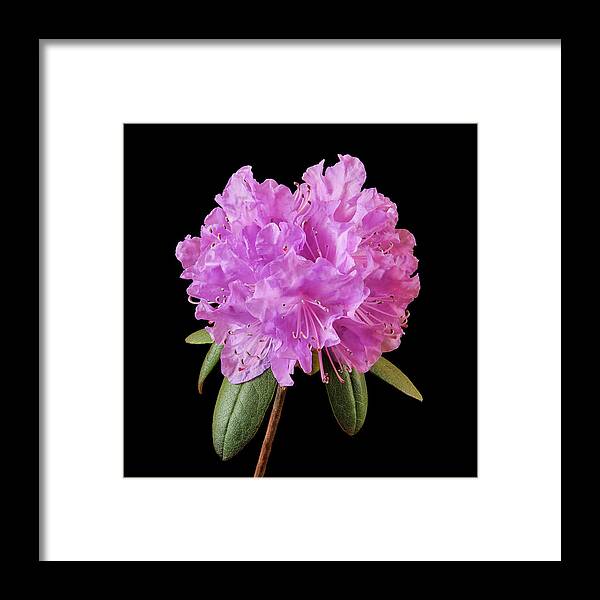 Rhododenron Framed Print featuring the photograph Pink Rhododendron by Jim Hughes