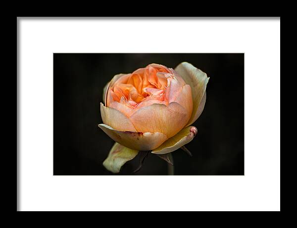 Pink Framed Print featuring the photograph Pink Rose Portrait by Carrie Hannigan