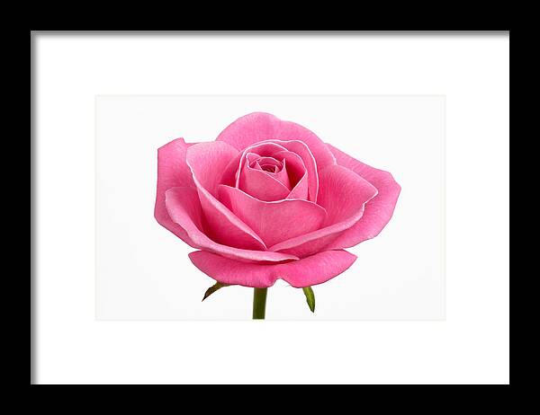 White Background Framed Print featuring the photograph Pink rose (rosa sp.) against white background, close-up by Rosemary Calvert