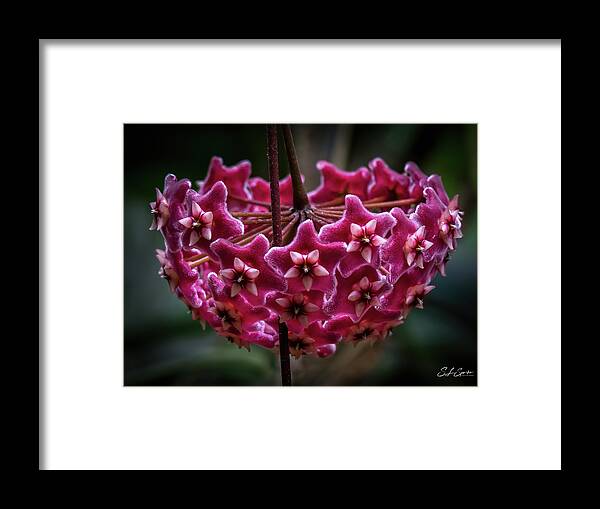 Pink Framed Print featuring the photograph Pink Silver Porcelain Flower by Steven Sparks