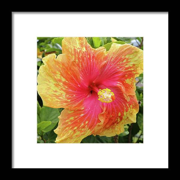 Hibiscus Framed Print featuring the photograph Pink Splatter by Tony Spencer