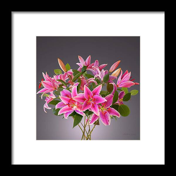 Pink Stargazer Lilies Framed Print featuring the painting Pink Stargazer Lilies by David Arrigoni
