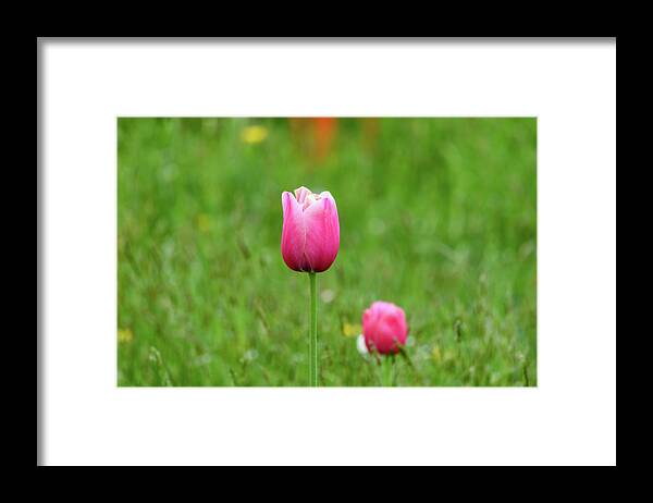 Tulip Framed Print featuring the photograph Pink Tulip by Andrew Lalchan