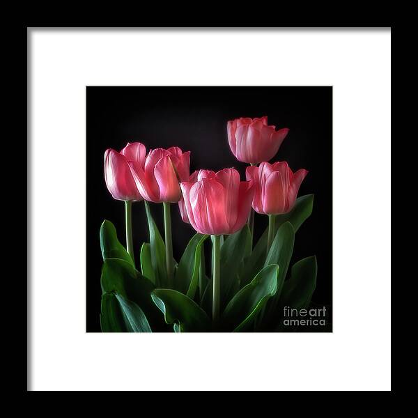Flowers Floral Framed Print featuring the photograph Pink Tulips by Ann Jacobson