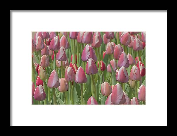 Waterdrinker Framed Print featuring the photograph Pink Tulips by Sylvia Goldkranz