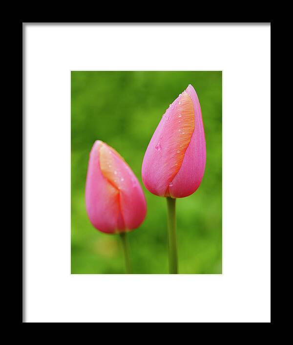 Backyard Framed Print featuring the photograph Pink Tulips Vertical by Todd Bannor
