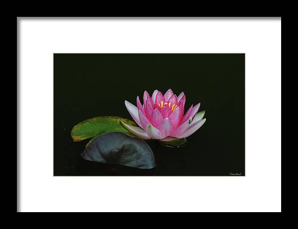 Water Lily Framed Print featuring the photograph Pink Water Lily with Dark Background by Trina Ansel