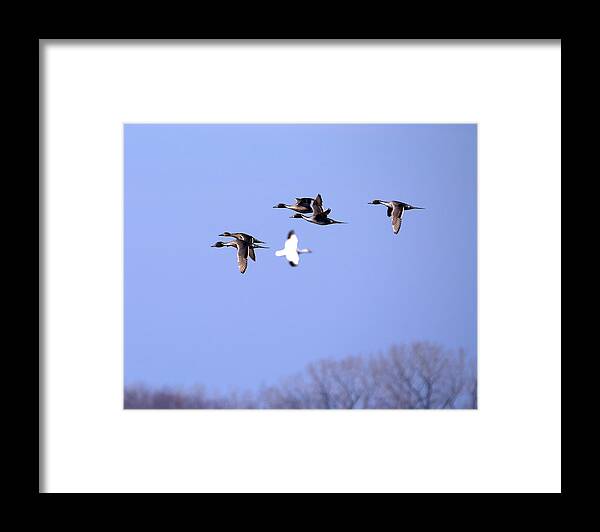 Pintail Framed Print featuring the photograph Pintail Ducks and Snow Goose by Flinn Hackett