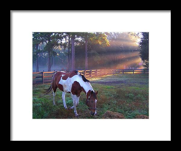 Horse Framed Print featuring the photograph Pinto in a Paddock at Daybreak by Jerry Griffin