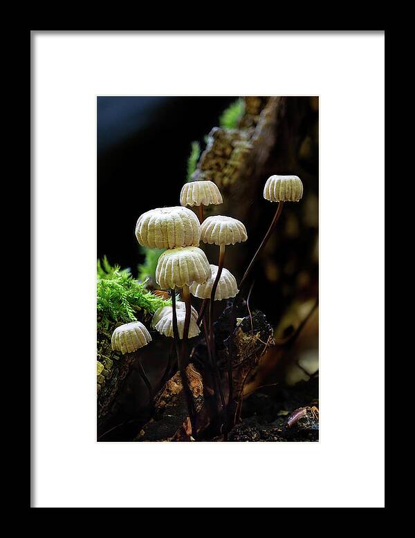 Marasmius Rotula Framed Print featuring the photograph Pinwheel Mushroom by Weston Westmoreland
