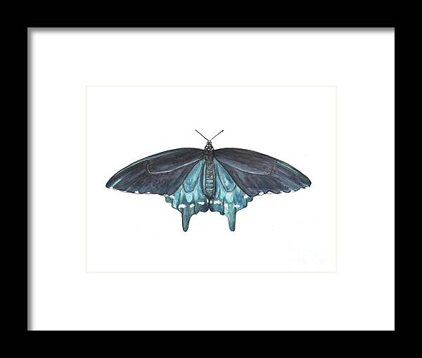 Butterfly Butterflies Florida American Pipevine Swallowtail Blue Navy Transformation Watercolor Framed Print featuring the painting Pipevine Swallowtail Butterfly by Pamela Schwartz