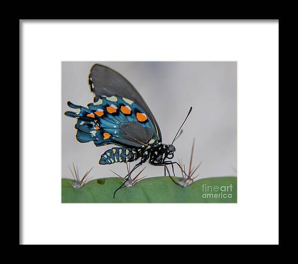 Butterfly Framed Print featuring the photograph Pipevine Swallowtail on Cactus by Michael Tidwell