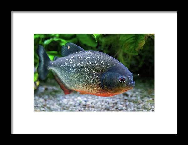 Piranha Framed Print featuring the photograph Piranha Fish by Artur Bogacki