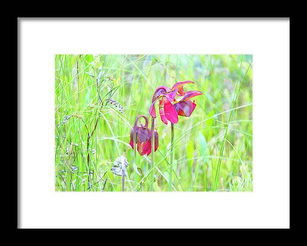 Plant Framed Print featuring the photograph Pitcher Plant by Gordon Ripley