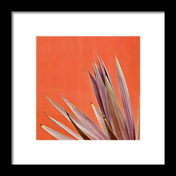  Framed Print featuring the photograph Plant On Orange by Julie Gebhardt