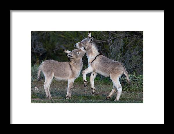 Wild Burros Framed Print featuring the photograph Play Time 2 by Mary Hone