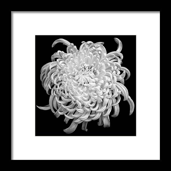 Chrysantemum Framed Print featuring the photograph Playful Mood by Elvira Peretsman