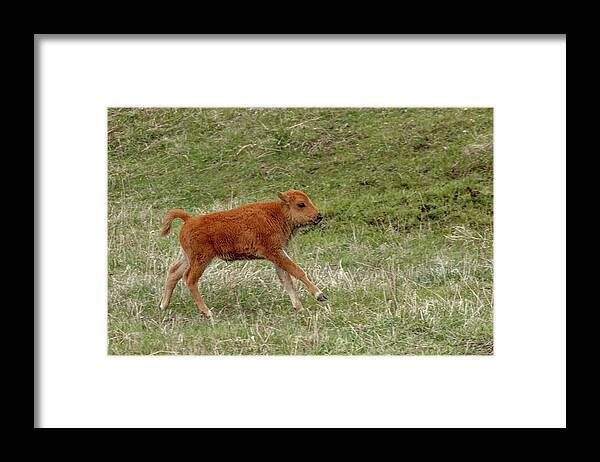 Bison Framed Print featuring the photograph Playful by Ronnie And Frances Howard