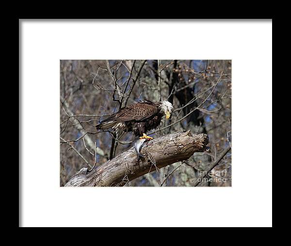 Eagle Framed Print featuring the photograph Plenty of Fish by Chris Scroggins