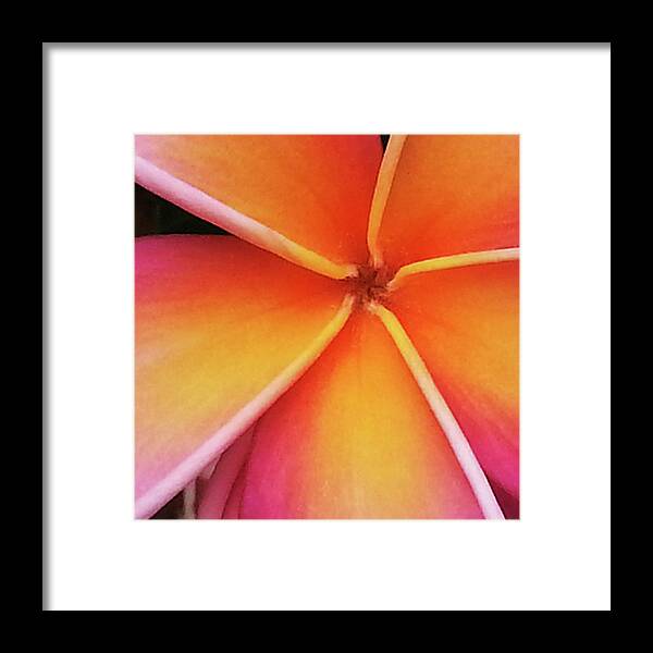 Plumeria Framed Print featuring the photograph Plumeria by Mark Norman
