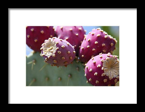 Prickly Pear Framed Print featuring the photograph Plump Prickly Pear Fruit by Bonny Puckett