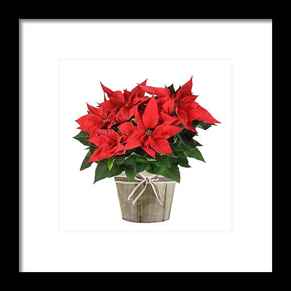 Vase Framed Print featuring the photograph Poinsettia Plant by Scisettialfio