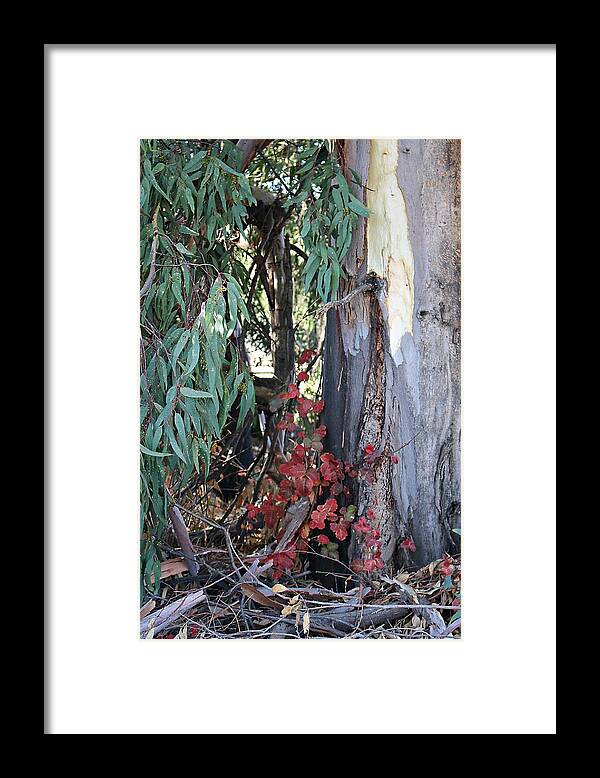 Poison Oak Framed Print featuring the photograph Poison Oak in Fall Coloirs by Martha Sherman