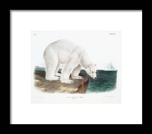 American Animals Framed Print featuring the mixed media Polar Bear John Woodhouse Audubon by World Art Collective