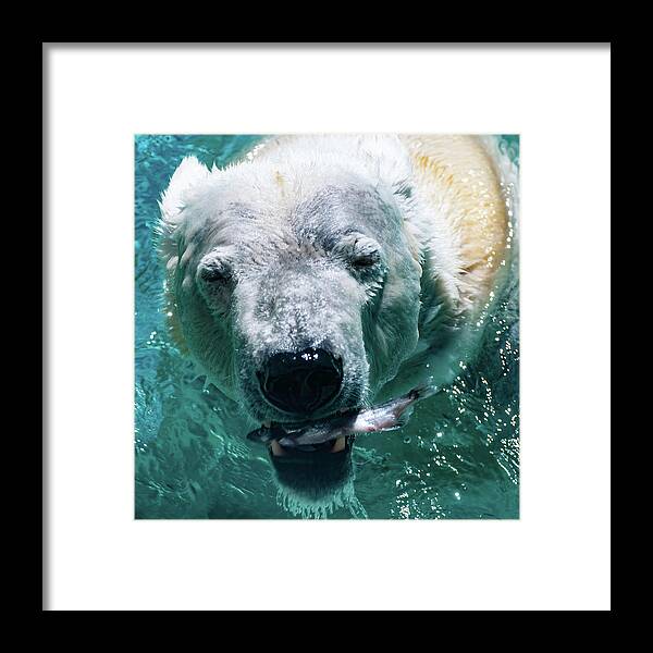 Polar Bear Portrait Framed Print featuring the photograph Polar Bear Portrait 001 by Flees Photos