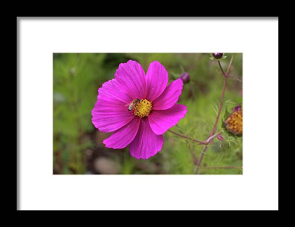 Bee Framed Print featuring the photograph Pollinate by Alison Frank