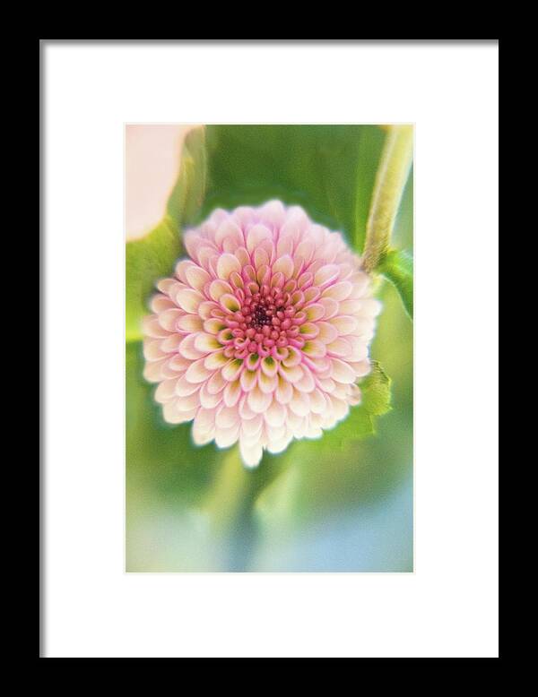 Macro Framed Print featuring the photograph Pom Pom Flower Macro by Lynn Bauer