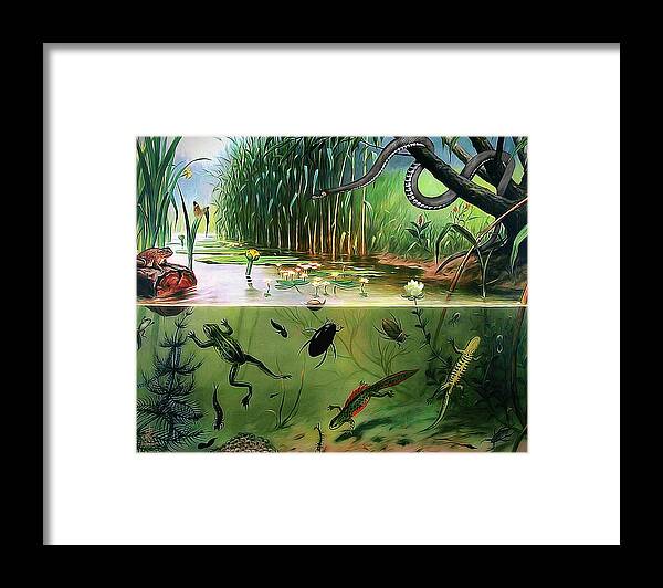 Frog Framed Print featuring the digital art Pond Life by Pennie McCracken