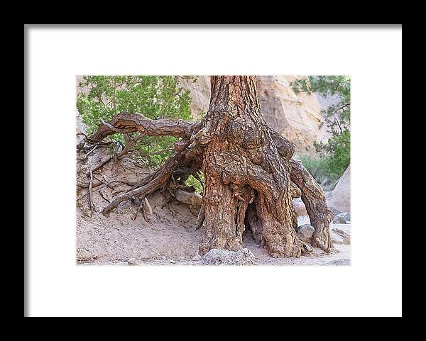 Tent Rocks Framed Print featuring the photograph Ponderosa Pine Roots - Kasha-Katuwe Tent Rocks National 2 by Steven Ralser