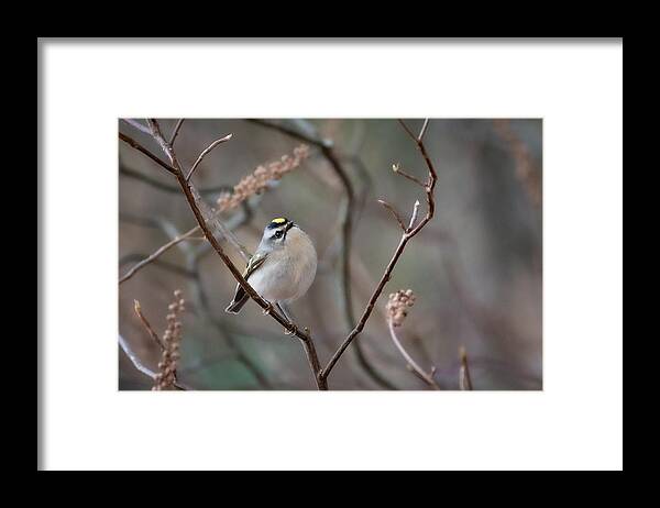 Bird Framed Print featuring the photograph Poofy Kinglet by Linda Bonaccorsi