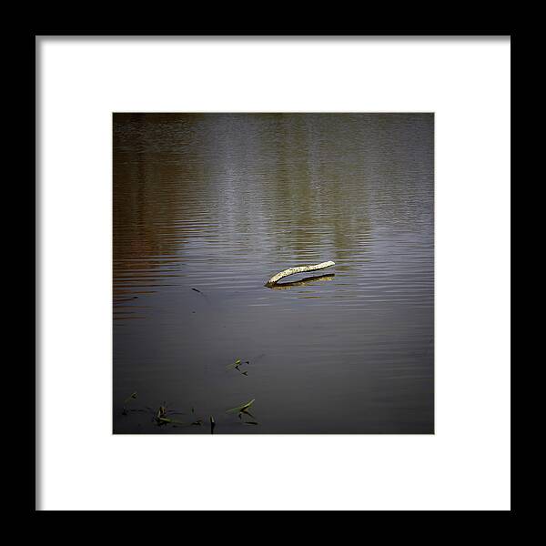 Poping Up Framed Print featuring the photograph Poping Up #j7 by Leif Sohlman