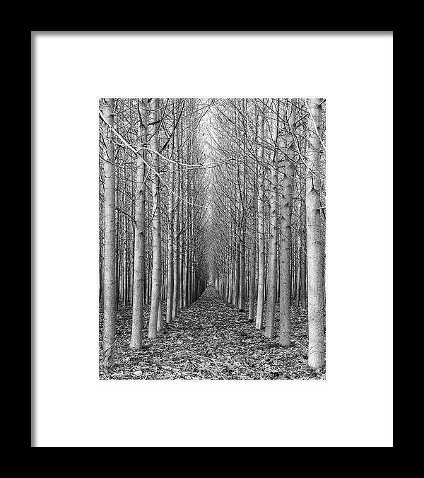 Trees Framed Print featuring the photograph Poplar Grove by Stephen Holst
