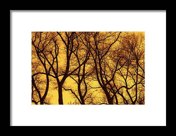 Poplar Framed Print featuring the photograph Poplar Trees at Sunset by Arterra Picture Library
