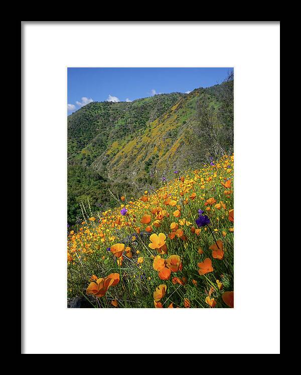 Poppies Framed Print featuring the photograph Poppies And Purpleheads by Brett Harvey