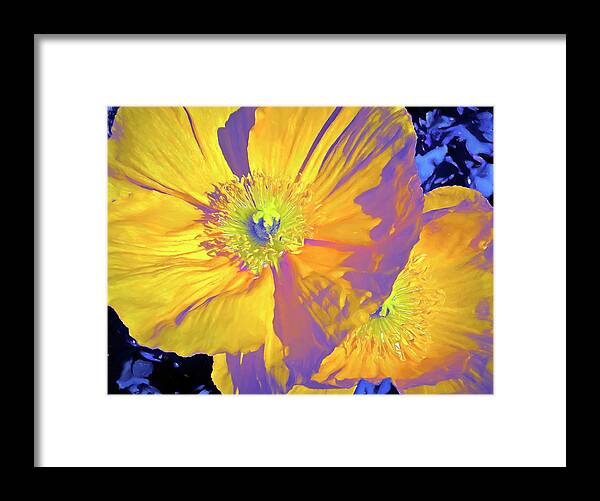 Flowers Framed Print featuring the photograph Poppy 14 by Pamela Cooper
