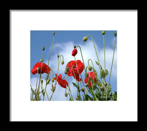 Poppies Framed Print featuring the photograph Poppy Art by Baggieoldboy